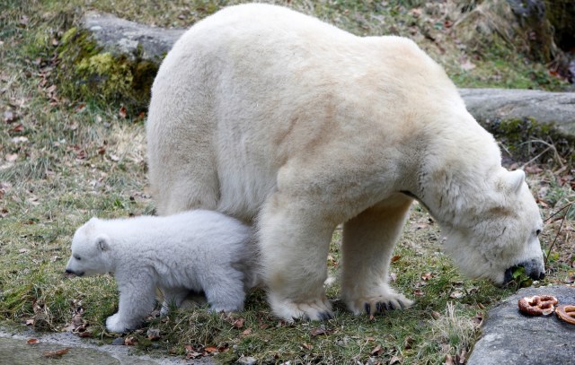 Anak beruang kutub di Kebun Binatang Hellabrunn (Foto: REUTERS/Michaela Rehle)