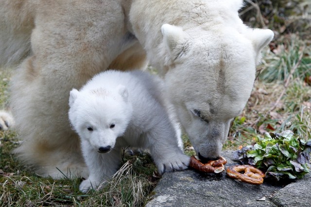 Anak beruang kutub ini pertama kali bertemu ibunya (Foto: REUTERS/Michaela Rehle)