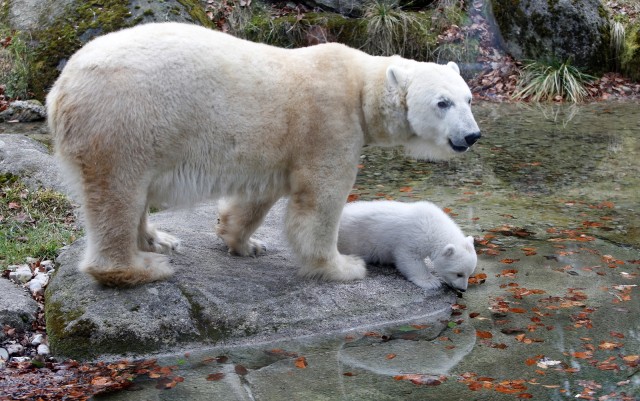Anak beruang kutub ditemani induknya (Foto: REUTERS/Michaela Rehle)
