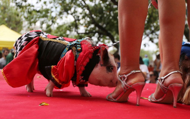 Seekor babi dengan pakaian uniknya. (Foto: Reuters/Sergio Moraes)