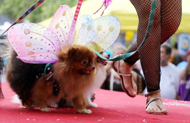 Anjing didandani dengan kostum kupu-kupu. (Foto: Reuters/Sergio Moraes)