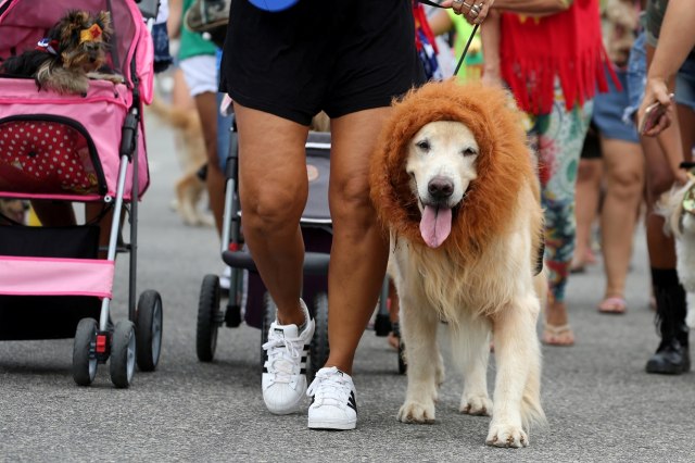 Seekor anjing yang dengan konstum di kepalanya. (Foto: Reuters/Sergio Moraes)