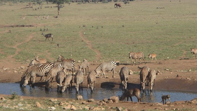 Gerombolan Zebra melepas dahaga di Kenya. (Foto: Dok: Patrick Kilonzo Mwalua)