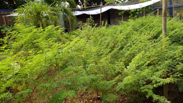 Tumbuhan indigofera (Foto: Amanaturrosyidah/kumparan)