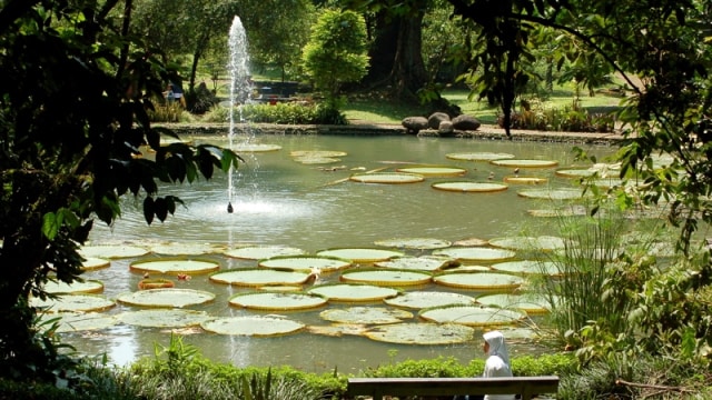 Kolam Bunga Lili di Kebun Raya Bogor (Foto: Wikimedia Commons)