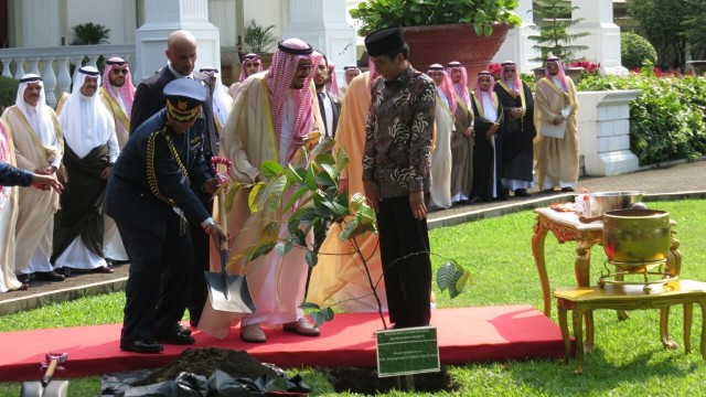 Raja Salman menanam pohon Kayu Ulin. (Foto: Yudhistira Amran/kumparan)