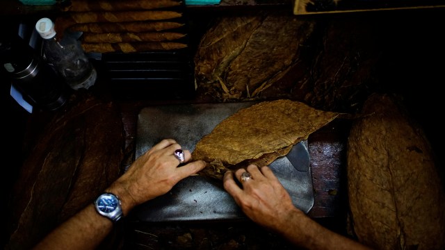 Seorang pekerja menggulung sebuah cerutu. (Foto: REUTERS/Alexandre Meneghini)