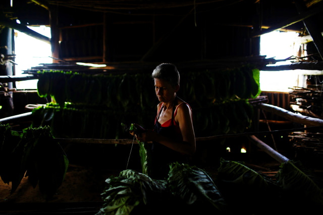 Mayda persiapkan daun tembakau untuk dikeringkan. (Foto: REUTERS/Alexandre Meneghini)