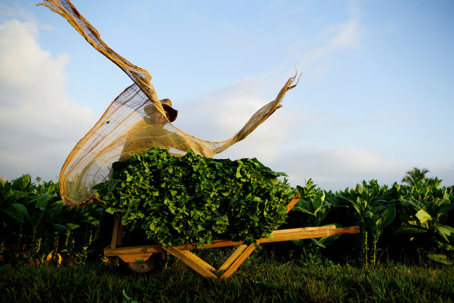 Barbaro Riol mempersiapkan daun tembakau segar. Foto: REUTERS/Alexandre Meneghini