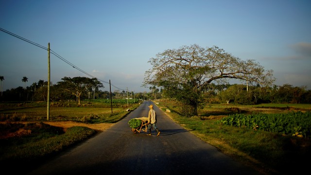 Seorang pekerja mengangkut daun-daun tembakau. (Foto: REUTERS/Alexandre Meneghini)