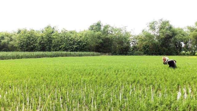 Kesibukan petani di sawah. (Foto: Muhammad Naufal/kumparan)