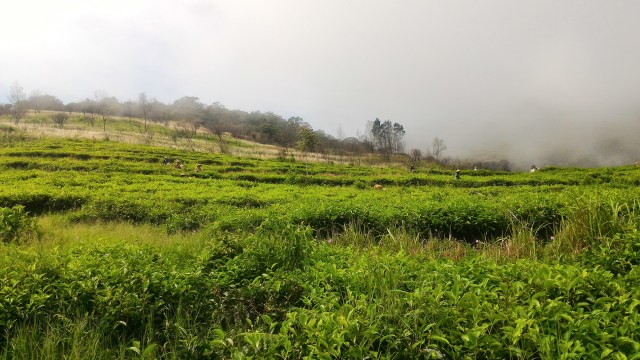 Kebun teh Gunung Ungaran. (Foto: Muhammad Naufal/kumparan)