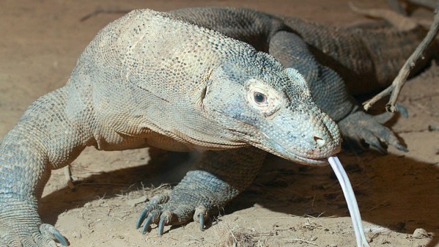 Komodo. (Foto: Dok. Wikimedia)