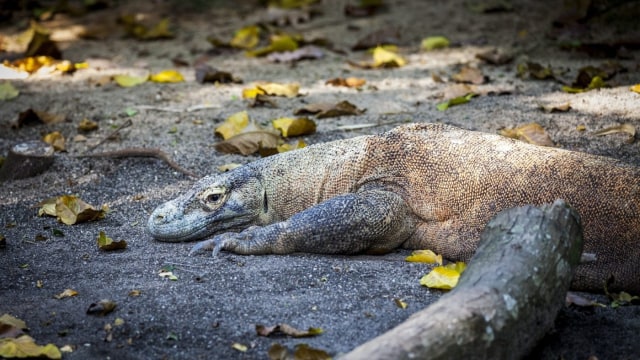 Komodo, hewan langka yang di lindungi. (Foto: Dok. New 7 Wonder )