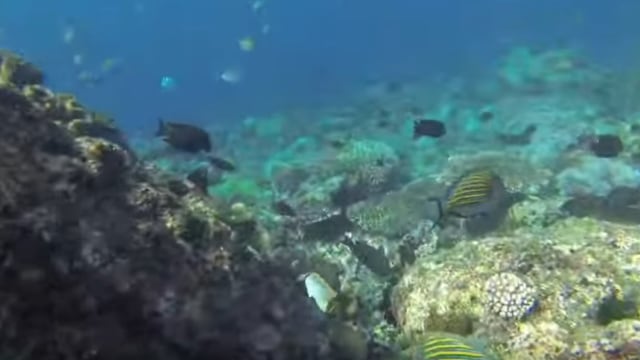 Biota laut di Taman Nasional Komodo. (Foto: Dok. New 7 Wonder)