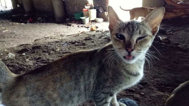 Pemulung dan kucingnya