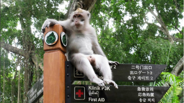 Monkey Forest, Ubud, Bali (Foto: Instagram @monkeyforestubudsanctuary)
