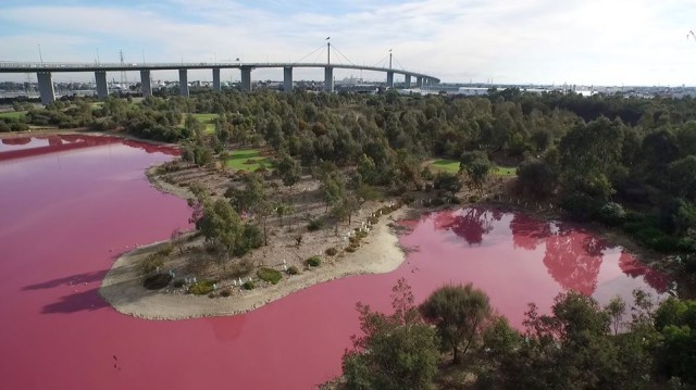 Air danau berubah menjadi pink (Foto: Facebook/Parks Victoria)