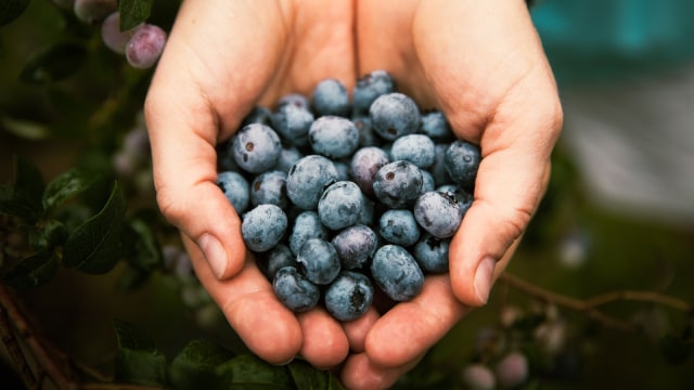 Blueberry sebagai sumber vitamin C. (Foto: Thinkstock)