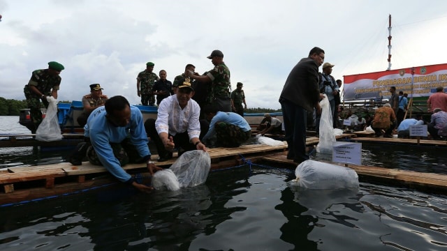 Penebaran bibit Kerapu di keramba apung. (Foto: Aditia Noviansyah/kumparan)