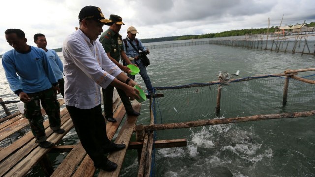 Said Assagaff memberi makan Kerapu di keramba. (Foto: Aditia Noviansyah/kumparan)