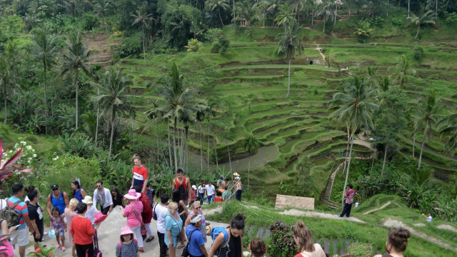 Sawah terasiring di Gianyar, Bali (Foto: Fikri Yusuf/ANTARA)