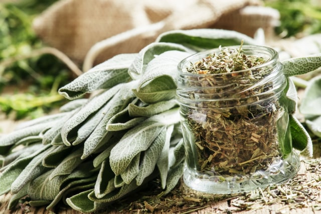 Daun sage memiliki kandungan antioksidan (Foto: Thinkstock)