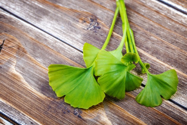 Gingko Biloba merawat kesehatan kulit wajah (Foto: Thinkstock)
