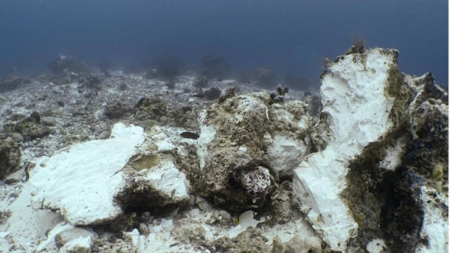 Kerusakan terumbu karang Raja Ampat (Foto: Marine Megafauna Foundation)