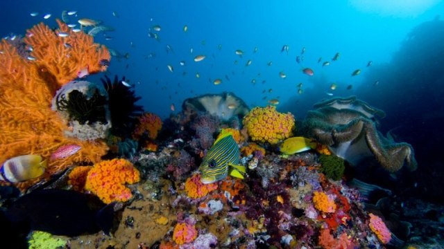 Terumbu karang di Raja Ampat, Provinsi Papua Barat (Foto: AFP/Jason Swandy)