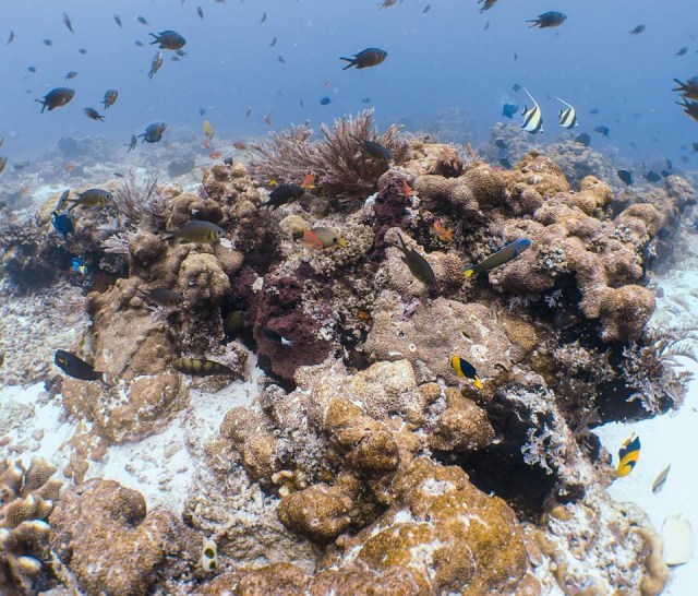 Kondisi terumbu karang di Pulau Kri. (Foto: Facebook: Norm Van't Hoff)