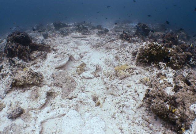 Kerusakan pada terumbu karang Pulau Kri. (Foto: Facebook: Norm Van't Hoff)