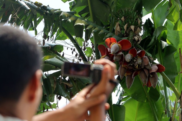 Pohon pisang dengan 10 jantung (Foto: Irsan Mulyadi/Antara)