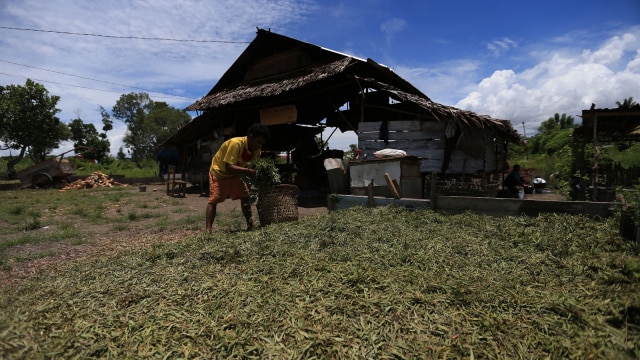 Warga mengambil daun kayu putih di Kabupaten Buru. (Foto: Aditia Noviansyah/kumparan)