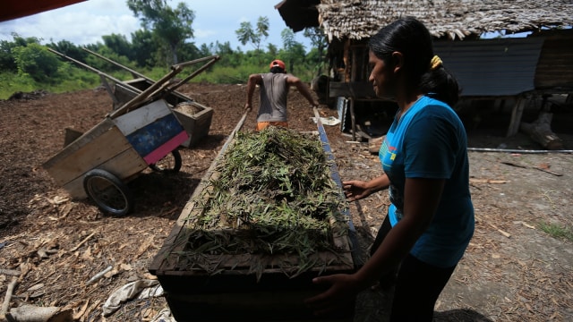 Warga mengambil daun kayu putih. (Foto: Aditia Noviansyah/kumparan)