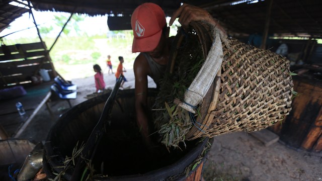 Warga mengambil daun kayu putih. (Foto: Aditia Noviansyah/kumparan)