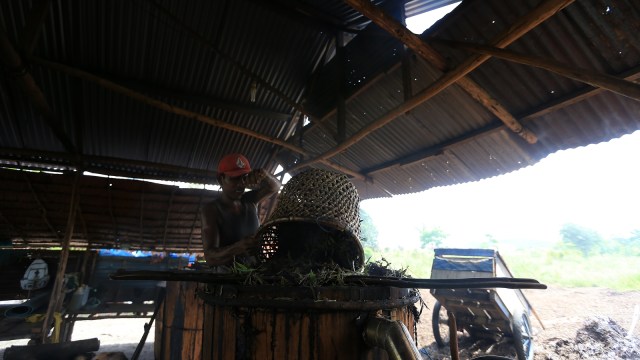 Proses penyulingan minyak kayu putih. (Foto: Aditia Noviansyah/kumparan)