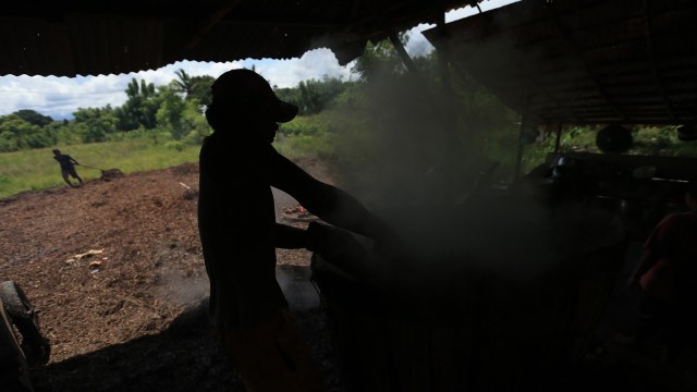 Proses penyulingan minyak kayu putih di Buru. (Foto: Aditia Noviansyah/kumparan)