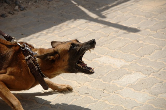 Ilustrasi anjing marah. Foto: Pixabay