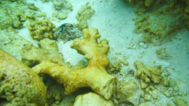 Terumbu Karang di Raja Ampat. (Foto: Dok. Kementerian Lingkungan Hidup dan Kehutanan)