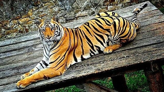 Harimau (Foto: instagram/@denitigatigatiga via @batusecretzoo )