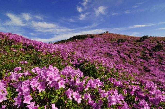 Hapcheon Adakan Royal Azalea Festival