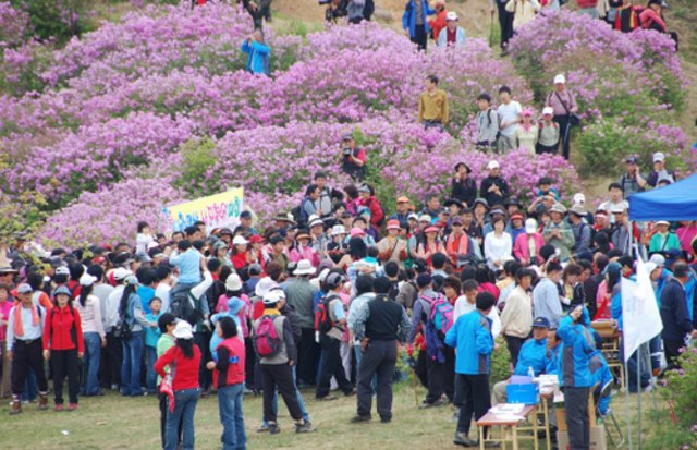 Hapcheon Adakan Royal Azalea Festival (1)