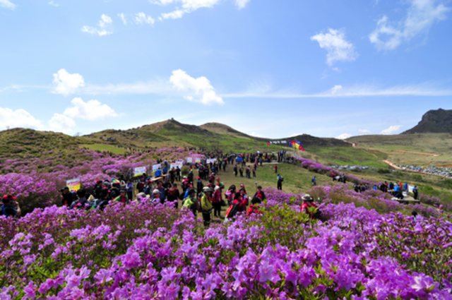 Hapcheon Adakan Royal Azalea Festival (3)