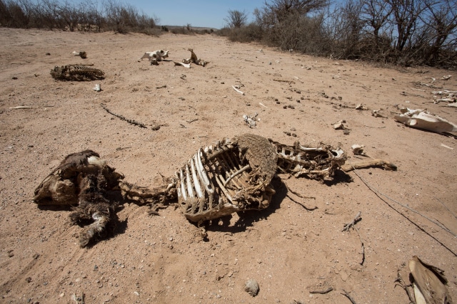 Kelaparan di Somalia (Foto: Reuters)