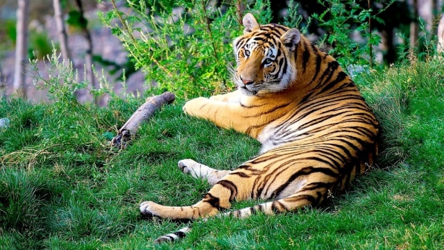 Harimau Benggala. (Foto: Pixabay)