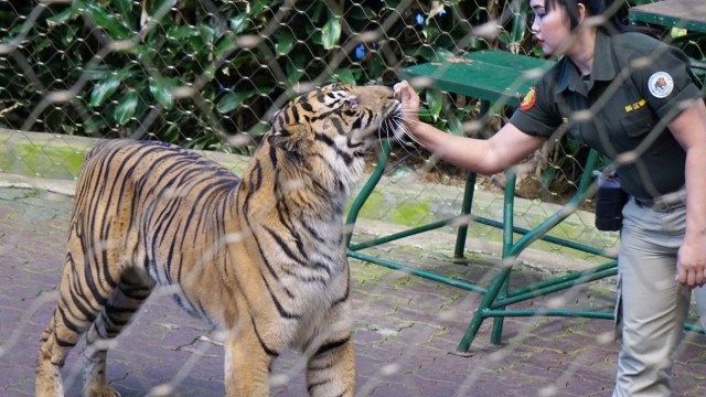 Tati memberi makan harimau bernama Satya. (Foto: Niken Nurani/kumparan)