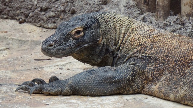 Viral Foto Komodo Adang Truck di Pulau Rinca, Ini Kata LIPI (3)