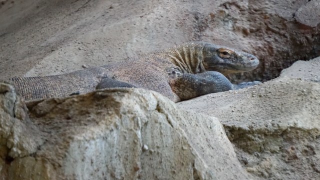 Rinca, Komodo di Taman Safari Bogor. (Foto: Niken Nurani/kumparan)