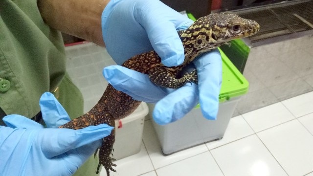 Bayi Komodo di Taman Safari Bogor. (Foto: Niken Nurani/kumparan)